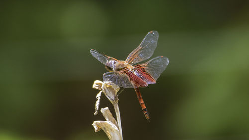 Close-up of butterfly pollinating on flower