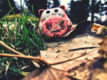 Close-up of tortoise on grass