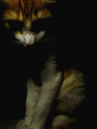 Close-up of cat seen through black background
