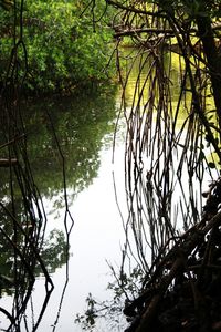 Reflection of trees in lake