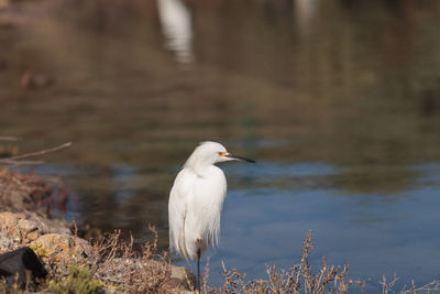 Close-up of snowy egret by lake 