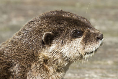 Close-up of an animal