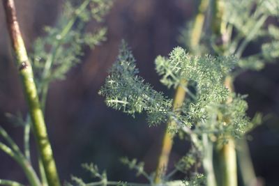 Close-up of fresh green plant