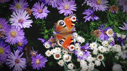 High angle view of butterfly on purple flowers