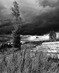 Tree on field against sky