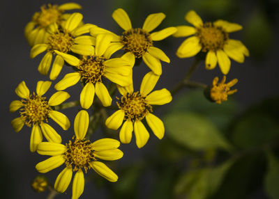 Close-up of yellow flowers blooming outdoors