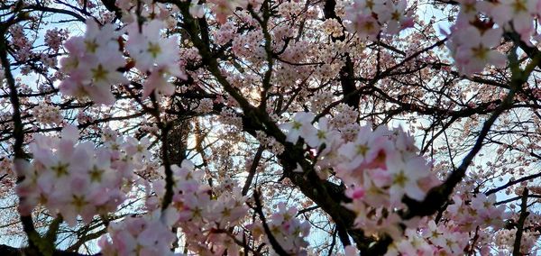 Low angle view of cherry blossom