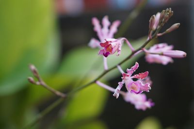 Close-up of pink flowering plant