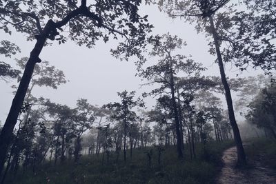 Low angle view of trees in forest against sky