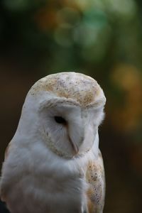 Close-up of owl