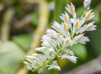 Close-up of white flowering plant