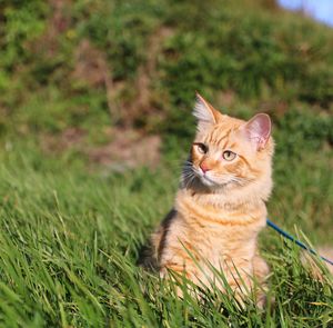 Portrait of cat lying on grass