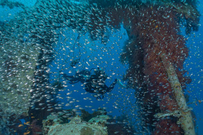 Fish swimming in sea