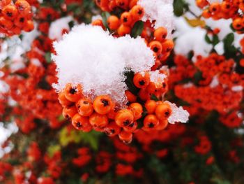 Close-up of orange flowers in snow