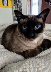 Close-up portrait of a cat