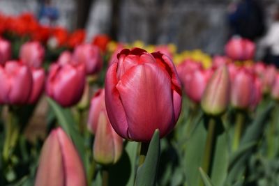 Close-up of pink tulips