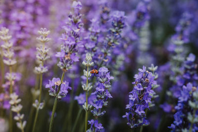 Close-up of insect on purple flowering plant