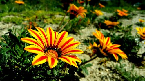 Close-up of yellow flower