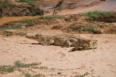 Close-up of crocodile on sand