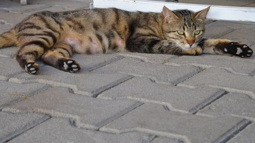 Portrait of a cat lying on the road