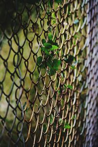 Close-up of chainlink fence