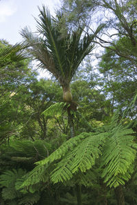 Coconut palm trees in forest