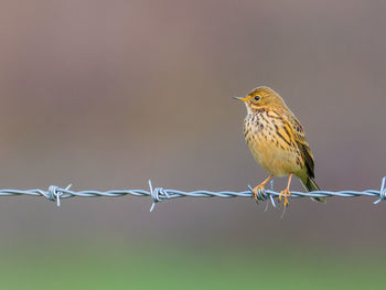 Close-up of bird perching on barbed wire