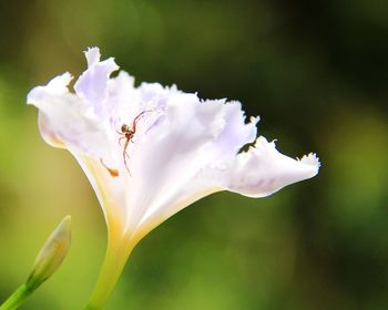 Close-up of insect pollinating flower