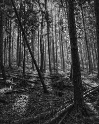 Trees in forest