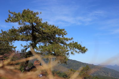 Low angle view of tree against sky