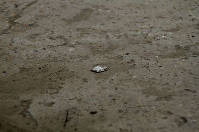 High angle view of crab on sand