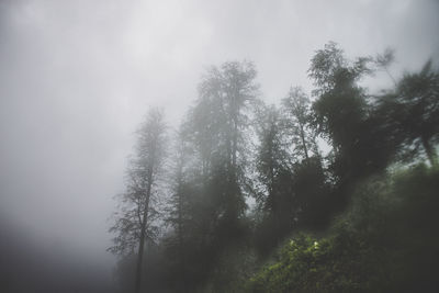 Low angle view of trees in foggy weather