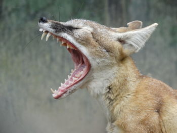 Close-up of a dog yawning