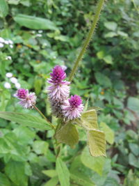 Close-up of plant