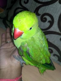 Close-up of hand holding parrot