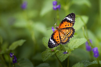 Close-up of butterfly pollinating on flower