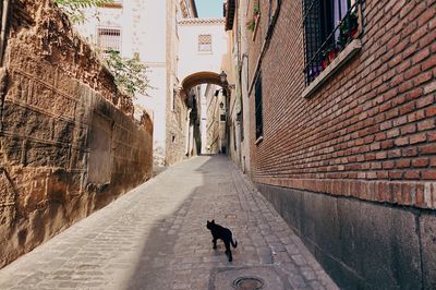 Dog walking on cobblestone street