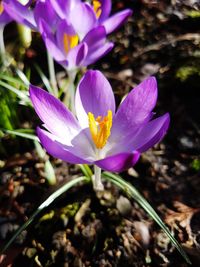 Close-up of purple crocus flowers