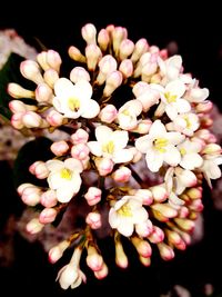 Close-up of fresh white flowers against black background