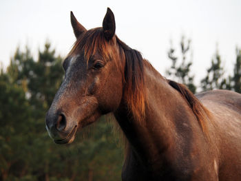 Close-up of horse standing against sky