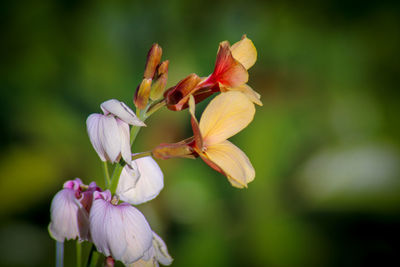 Close-up of flowering plant