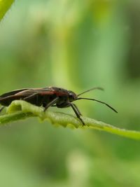 Close-up of insect on leaf