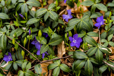 Close-up of purple flowering plants