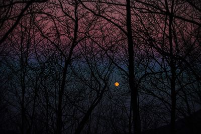 Low angle view of bare trees against sky