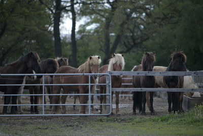 Horses in a field