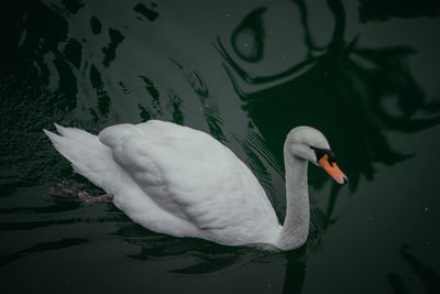 High angle view of swan swimming in lake