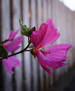 Close-up of pink flowering plant