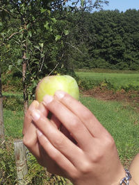 Midsection of woman holding apple in field