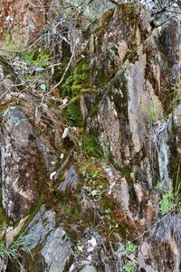 Full frame shot of rocks in forest