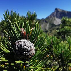 Close-up of pine cones on tree against sky